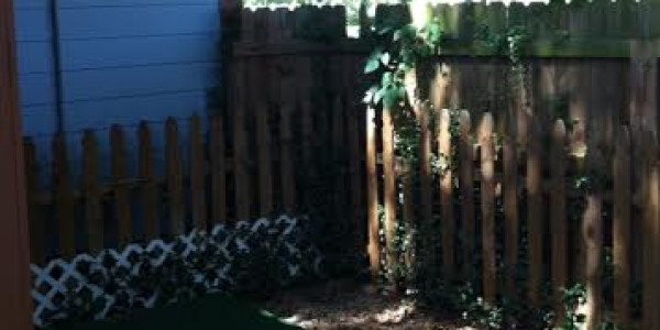 big dog yard