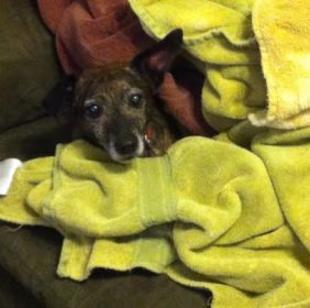 Tootsie in laundry